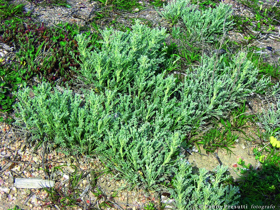 Artemisia densiflora, Cala Scavviccio