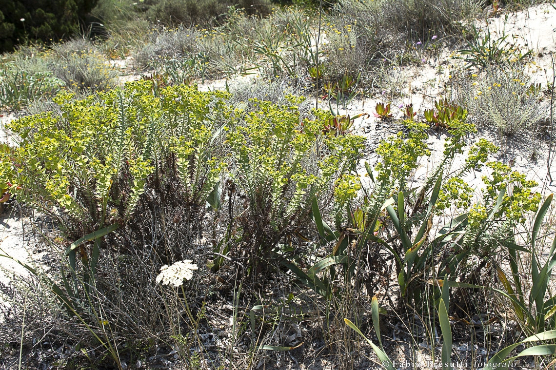 Euphorbia cupanii