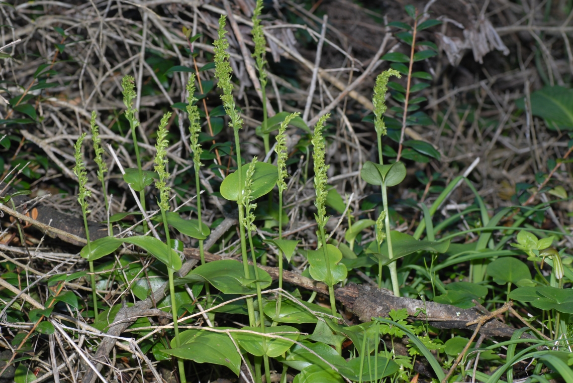 Gennaria diphylla, marzo 2012 (20)