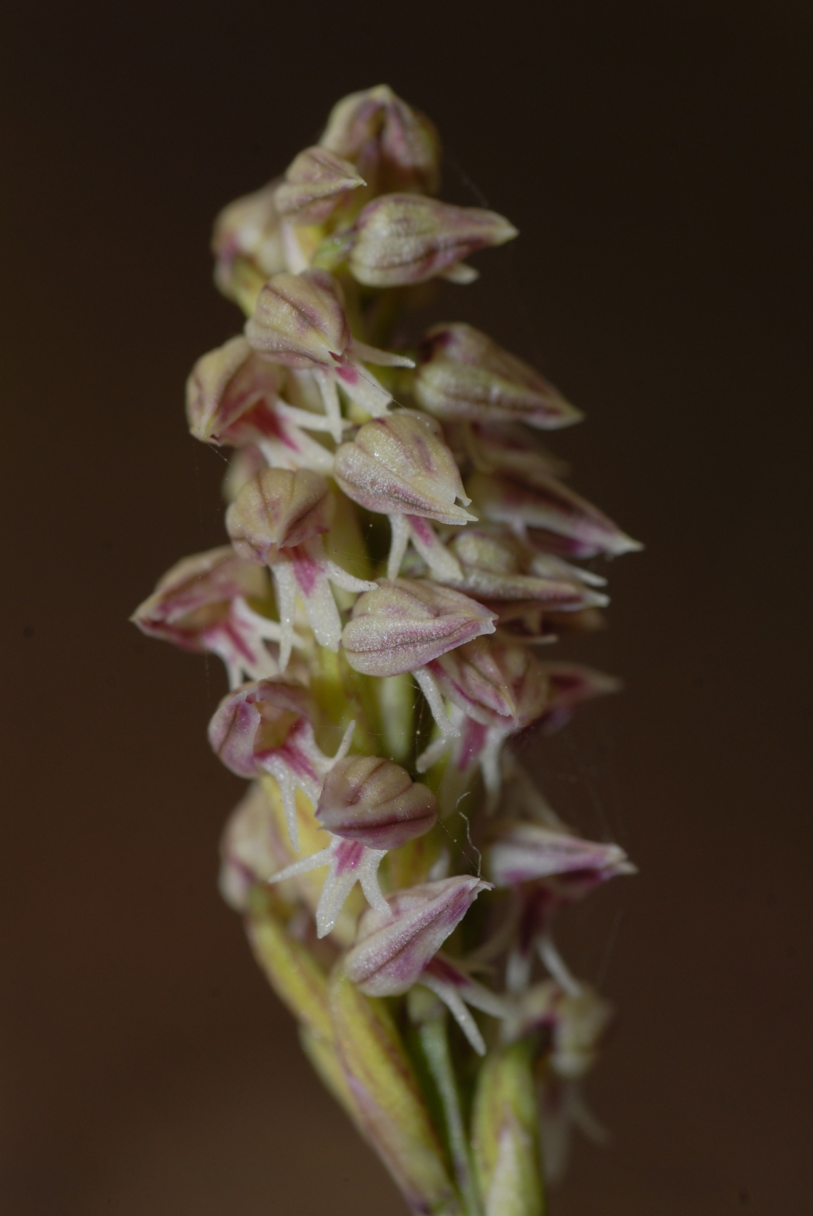 neotinea-maculata-caprera-8.jpg