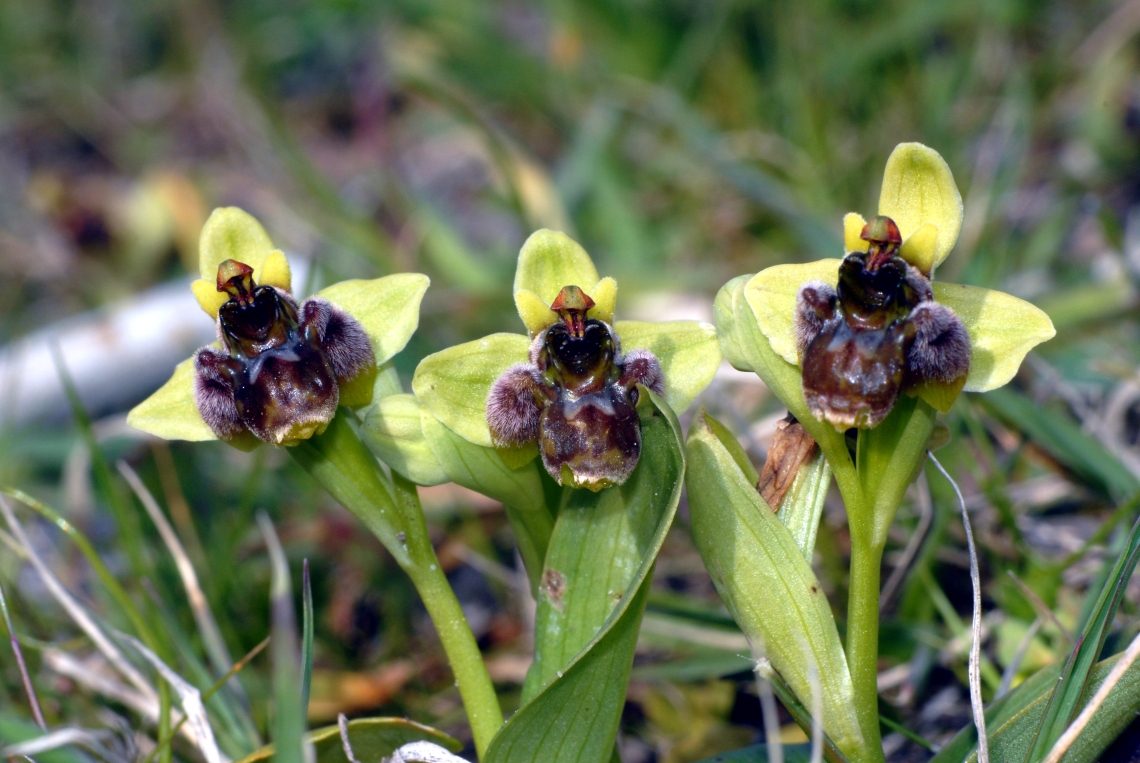 Ophrys bobyliflora (2)
