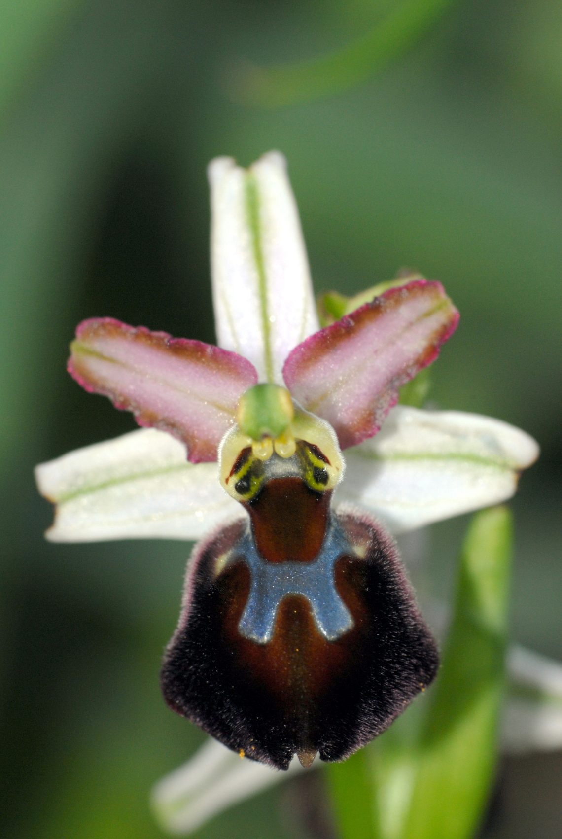 Ophrys exaltata morisii (13)
