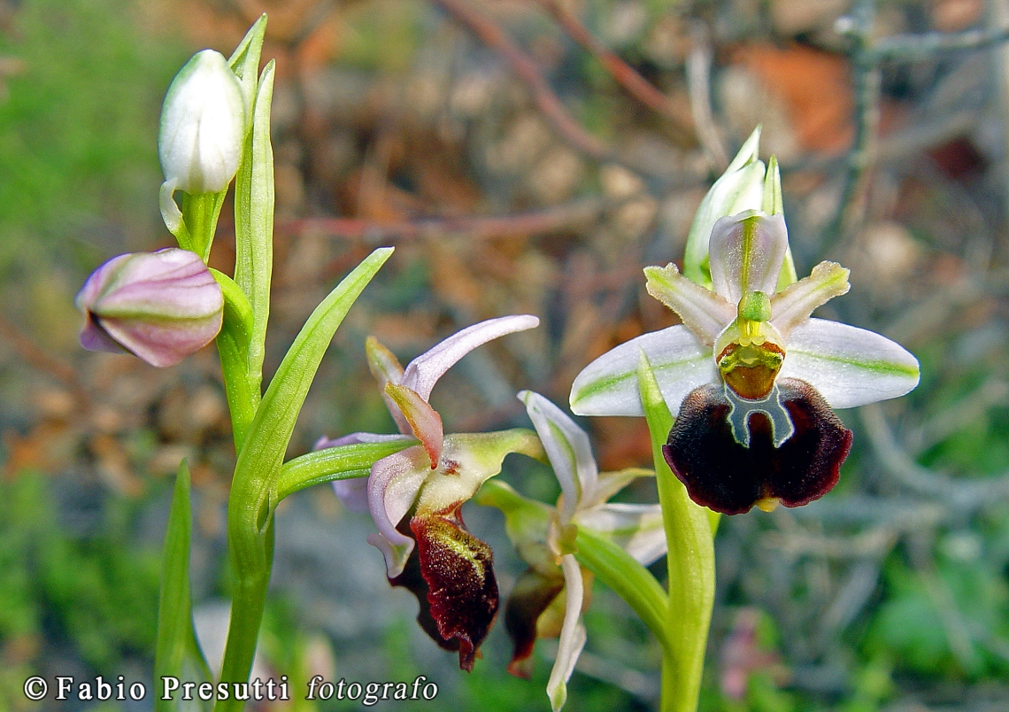 Ophrys exaltata morisii (6)