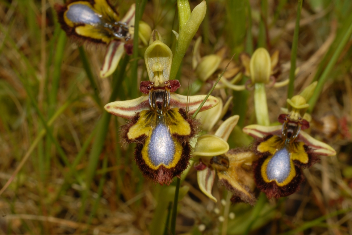 Ophrys speculum (1)