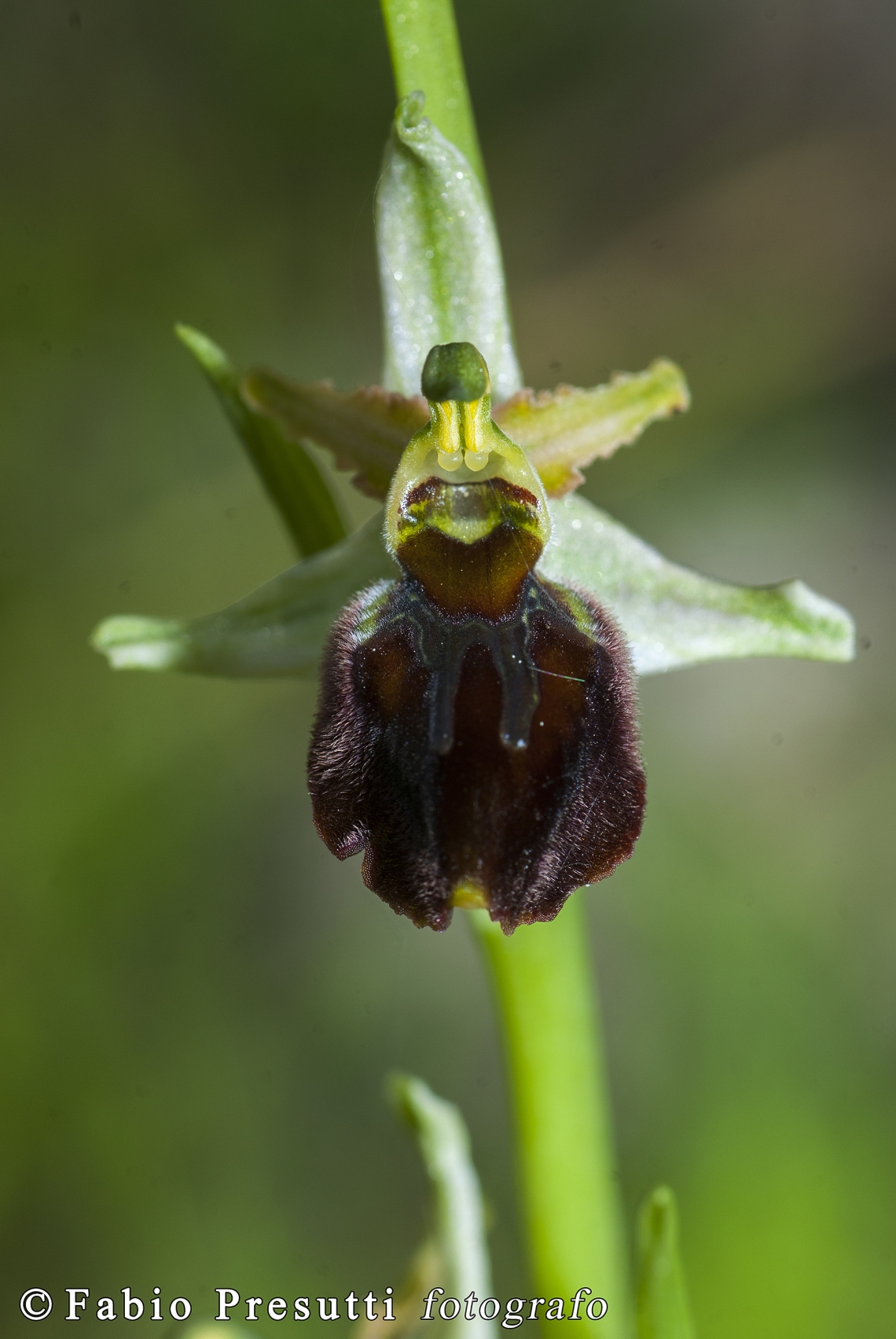 Ophrys sphegodes subsp. praecox Trinita (2)