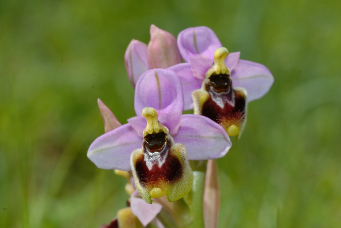 Ophrys tenthredinifera (34)