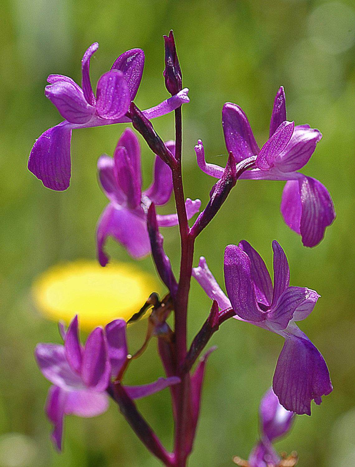 Orchis laxiflora (24)
